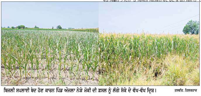  ਬਿਜਲੀ ਸਪਲਾਈ ਨਾ ਮਿਲਣ ਕਾਰਨ ਦੋਨਾ ਖੇਤਰ ਦੇ ਵੱਡੀ ਗਿਣਤੀ ਵਿਚ ਪਿੰਡਾਂ ਦੇ ਕਿਸਾਨਾਂ ਦੀ ਮੱਕੀ ਦੀ ਫ਼ਸਲ ਸੋਕੇ ਦੀ ਮਾਰ ਹੇਠ 
