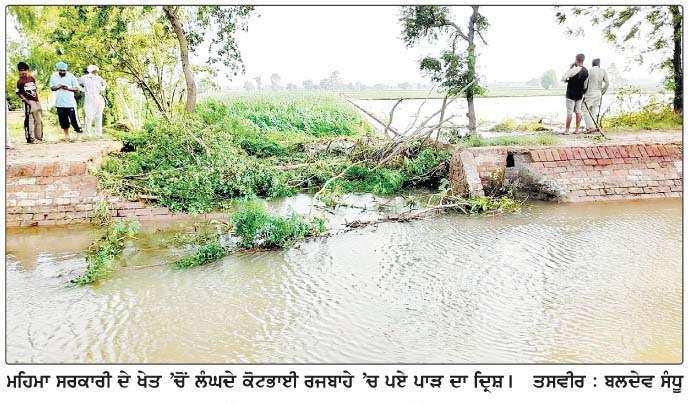  ਕੋਟਭਾਈ ਰਜਵਾਹਾ ਟੁੱਟਣ ਨਾਲ 500 ਏਕੜ ਫ਼ਸਲਾਂ ਜਲਮਗਨ, ਕਿਸਾਨਾਂ ਦੀ ਮਹੀਨਿਆਂ ਦੀ ਮਿਹਨਤ ਪਲਾਂ ਵਿਚ ਬਰਬਾਦ  