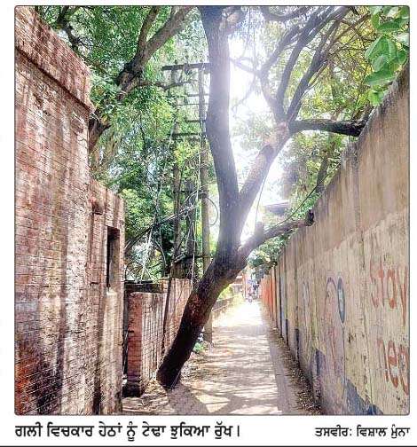  ਕਈ ਦਹਾਕਿਆਂ ਤੋਂ ਗਲੀ 'ਚ ਟੇਢਾ ਰੁੱਖ ਰਾਹਗੀਰਾਂ ਲਈ ਬਣਿਆ ਪ੍ਰੇਸ਼ਾਨੀ 