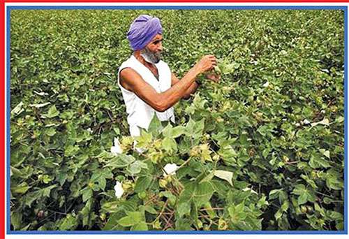  ਕਪਾਹ ਦੀ ਖੇਤੀ ਨੂੰ ਸਥਿਰ ਤੇ ਲਾਹੇਵੰਦ ਕਿਵੇਂ ਬਣਾਇਆ ਜਾਵੇ?