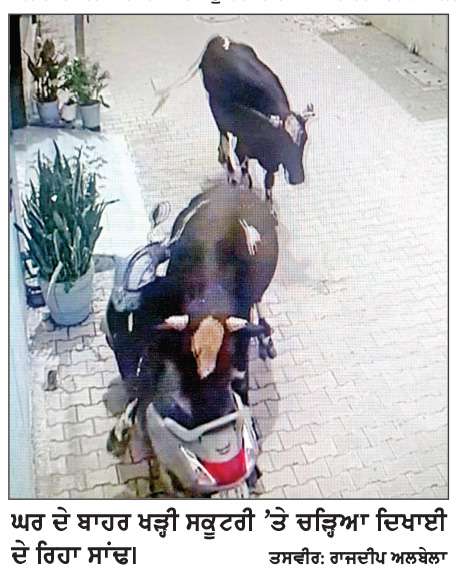  ਅਵਾਰਾ ਸਾਨ੍ਹ ਨੇ ਅਧਿਆਪਕਾ ਦੀ ਸਕੂਟਰੀ ਨੂੰ ਪਹੁੰਚਾਇਆ ਨੁਕਸਾਨ
