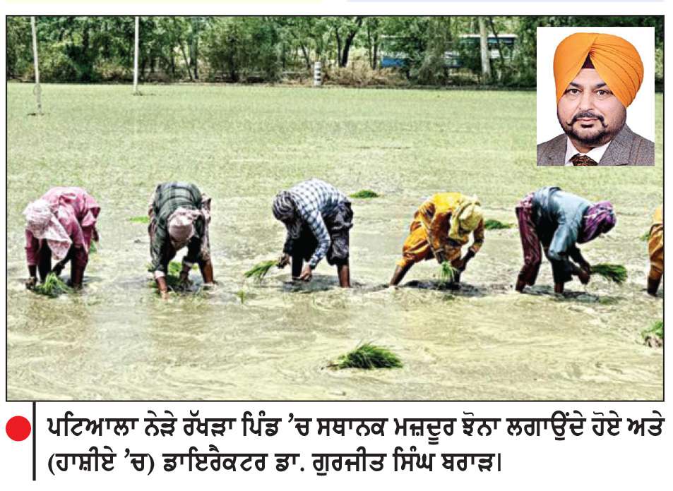 ਝੋਨੇ ਦੀ ਲੁਆਈ ਨੇ ਜ਼ੋਰ ਫੜਿਆ-ਯੂਰੀਏ ਦੀ ਕੋਈ ਕਮੀ ਨਹੀਂ-ਡਾਇਰੈਕਟਰ ਬਰਾੜ
