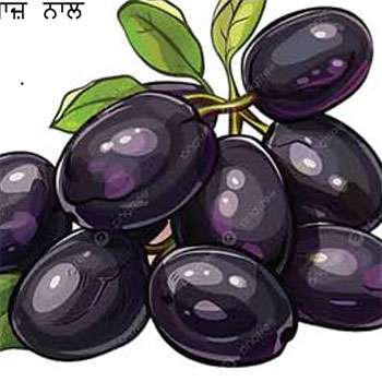  ਗਰਮੀ ਰੁੱਤ ਦਾ ਮੇਵਾ - ਜਾਮਣ