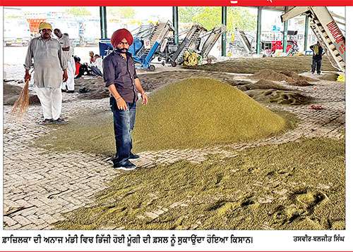 ਵਰਖਾ ਅਤੇ ਸਖ਼ਤ ਸਰਕਾਰੀ ਨਿਯਮਾਂ ਦੀ ਚੱਕੀ ’ਚ ਪਿਸ ਰਿਹਾ ਮੂੰਗੀ ਉਤਪਾਦਕ ਕਿਸਾਨ, ਮੰਡੀਆਂ ’ਚ ਰੁਲਨ ਲਈ ਮਜਬੂਰ