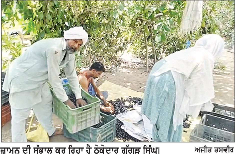 ਅਰਨੀਵਾਲਾ ਦੇ ਜ਼ਾਮਨ ਦੀ ਦੂਰ-ਦੂਰ ਤੱਕ ਹੋਈ ਮਸ਼ਹੂਰੀ 
ਦੇਸ਼ ਦੇ ਵੱਖ-ਵੱਖ ਸੂਬਿਆਂ ’ਚ ਹੀ ਨਹੀਂ ਬਲਕਿ ਵਿਦੇਸ਼ਾਂ ਵਿਚ ਵੀ ਪੁੱਜ ਰਿਹਾ ਹੈ ਜ਼ਾਮਨ ਦਾ ਫਲ