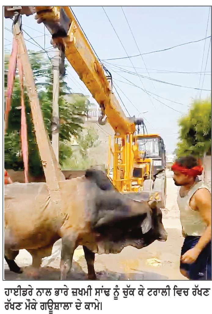 ਰੂਪਨਗਰ ਵਿਚ ਜ਼ਖ਼ਮੀ ਤੇ ਬਿਮਾਰ ਸਾਂਢਾਂ ਨੂੰ ਗਊਸ਼ਾਲਾ ਪਹੁੰਚਾ ਕੇ ਇਲਾਜ ਸ਼ੁਰੂ
