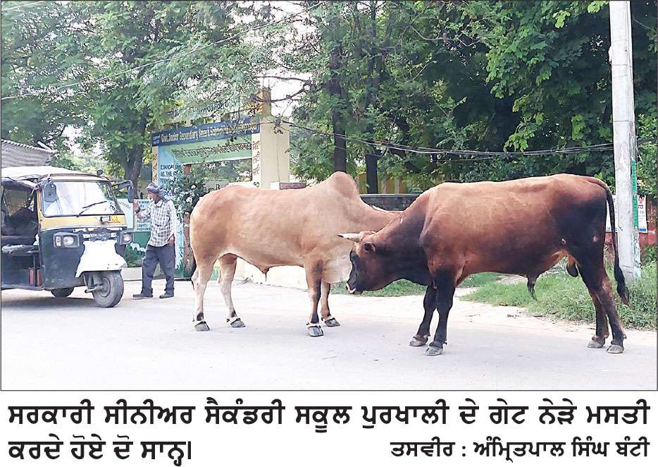ਪੁਰਖਾਲੀ ਦੀਆਂ ਸੜਕਾਂ ’ਤੇ ਬੇਸਹਾਰਾ ਪਸ਼ੂਆਂ ਦੀ ਭਰਮਾਰ, ਪ੍ਰਸ਼ਾਸਨ ਨਹੀਂ ਲੈ ਰਿਹਾ ਲੋਕਾਂ ਦੀ ਸਾਰ
ਸਰਕਾਰਾਂ ਦੇ ਪਿੰਡਾਂ ’ਚ ਗਊਸ਼ਲਾਵਾਂ ਖੋਲ੍ਹਣ ਦੇ ਦਾਅਵੇ ਹੋਏ ਖੋਖਲੇ ਸਾਬਿਤ