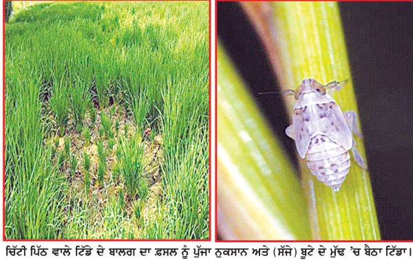 ਝੋਨੇ ਦੇ ਮਧਰੇਪਣ ਰੋਗ ਦੀ ਸਰਬਪੱਖੀ ਰੋਕਥਾਮ ਅਤਿ ਜ਼ਰੂਰੀ