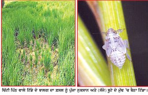 ਝੋਨੇ ਦੇ ਮਧਰੇਪਣ ਰੋਗ ਦੀ ਸਰਬਪੱਖੀ ਰੋਕਥਾਮ ਅਤਿ ਜ਼ਰੂਰੀ