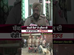 Three Arrested For Goat Theft : ਬੱਕਰੀ ਚੋਰਾਂ 'ਤੇ ਪੁਲਿਸ ਦੀ ਵੱਡੀ ਕਾਰਵਾਈ, 3 ਗ੍ਰਿਫ਼ਤਾਰ