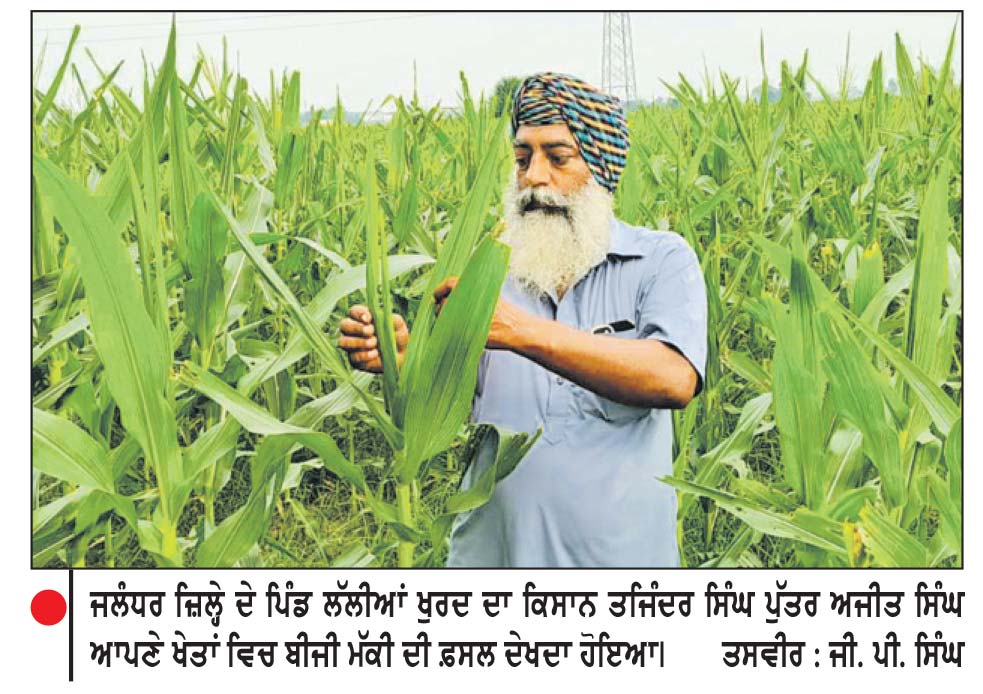 ਖ਼ਰੀਫ਼ ਰੁੱਤ ਦੀ ਮੱਕੀ ਲਈ ਵਿਭਾਗ ਦੇ ਯਤਨਾਂ ਨੂੰ ਨਹੀਂ ਪਿਆ ਬੂਰ, ਸਿਰਫ਼ 44 ਫੀਸਦੀ ਰਕਬੇ ’ਚ ਹੋਈ ਬਿਜਾਈ
17 ਜ਼ਿਲ੍ਹਿਆਂ ਲਈ ਨਿਰਧਾਰਿਤ 50,000 ਰਕਬੇ ’ਚੋਂ 22180 ਏਕੜ ’ਚ ਕਿਸਾਨਾਂ ਨੇ ਬੀਜੀ ਮੱਕੀ
ਜਤਿੰਦਰ ਪੰਮੀ
