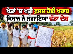 Standing Crops Destroyed In Fields ; ਖੇਤਾਂ 'ਚ ਖੜ੍ਹੀ ਫ਼ਸਲ ਹੋਈ ਖਰਾਬ ਕਿਸਾਨ ਨੇ ਲਗਾਇਆ ਵੱਡਾ ਦੋਸ਼