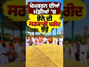 Government Paddy Purchase Begins Khemkaran : ਖੇਮਕਰਨ ਦੀਆਂ ਮੰਡੀਆਂ ’ਚ ਝੋਨੇ ਦੀ ਸਰਕਾਰੀ ਖਰੀਦ ਸ਼ੁਰੂ