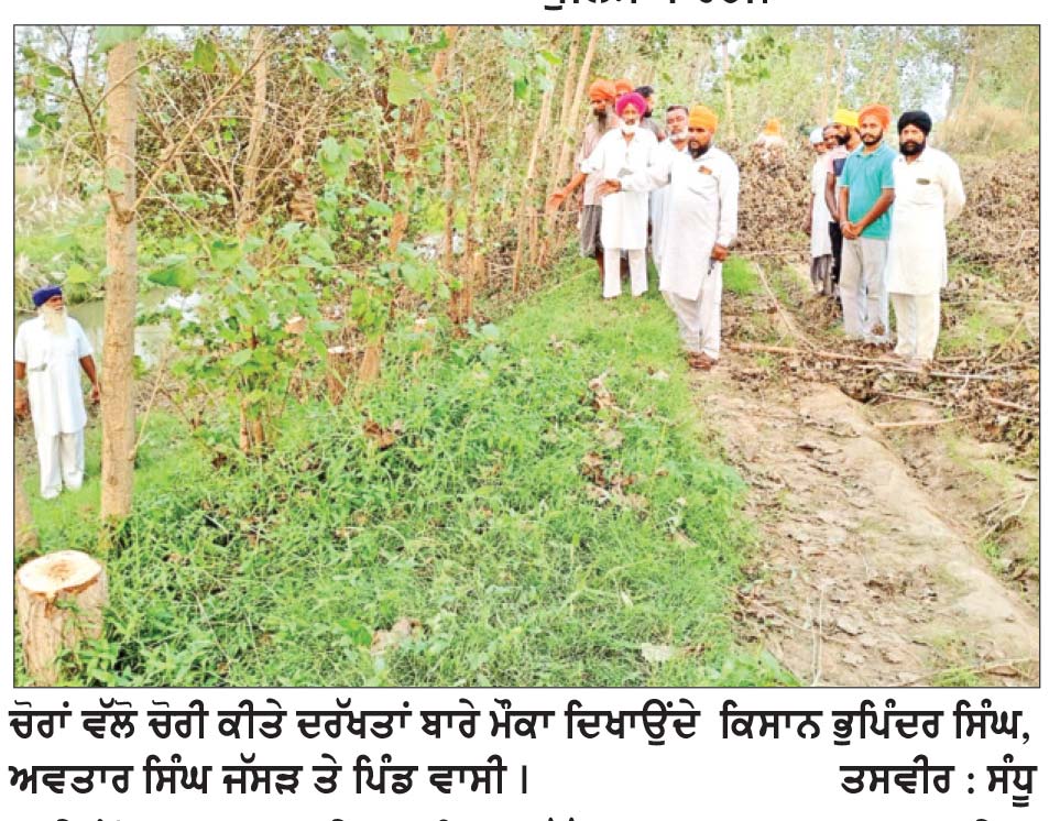ਬੇਖੌਫ ਚੋਰਾਂ ਨੇ ਪਿੰਡ ਜੱਸੜ ’ਚ ਕਿਸਾਨ ਦੇ ਖੇਤਾਂ ਵਿਚੋਂ 30 ਪਾਪੂਲਰ ਰਾਤੋਂ ਰਾਤ ਉਡਾਏ