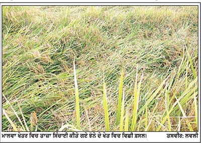ਬੇਮੌਸਮੇ ਮੀਂਹ ਤੇ ਤੇਜ਼ ਹਵਾਵਾਂ ਨੇ ਕਿਸਾਨਾਂ ਦੇ ਸਾਹ ਸੂਤੇ ਪੱਕਣ ਕਿਨਾਰੇ ਖੜ੍ਹੇ ਝੋਨੇ ਦੀ ਫ਼ਸਲ ਡਿਗਣ ਅਤੇ ਮੰਡੀਆਂ ਵਿਚ ਪਏ ਝੋਨੇ ਦੇ ਢੇਰ ਭਿੱਜਣ ਦਾ ਖ਼ਦਸ਼ਾ