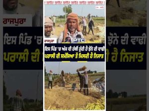 Village Still Practices Manual Harvesting : ਇਸ ਪਿੰਡ 'ਚ ਅੱਜ ਵੀ ਹੱਥੀਂ ਹੁੰਦੀ ਹੈ ਝੋਨੇ ਦੀ ਵਾਢੀ