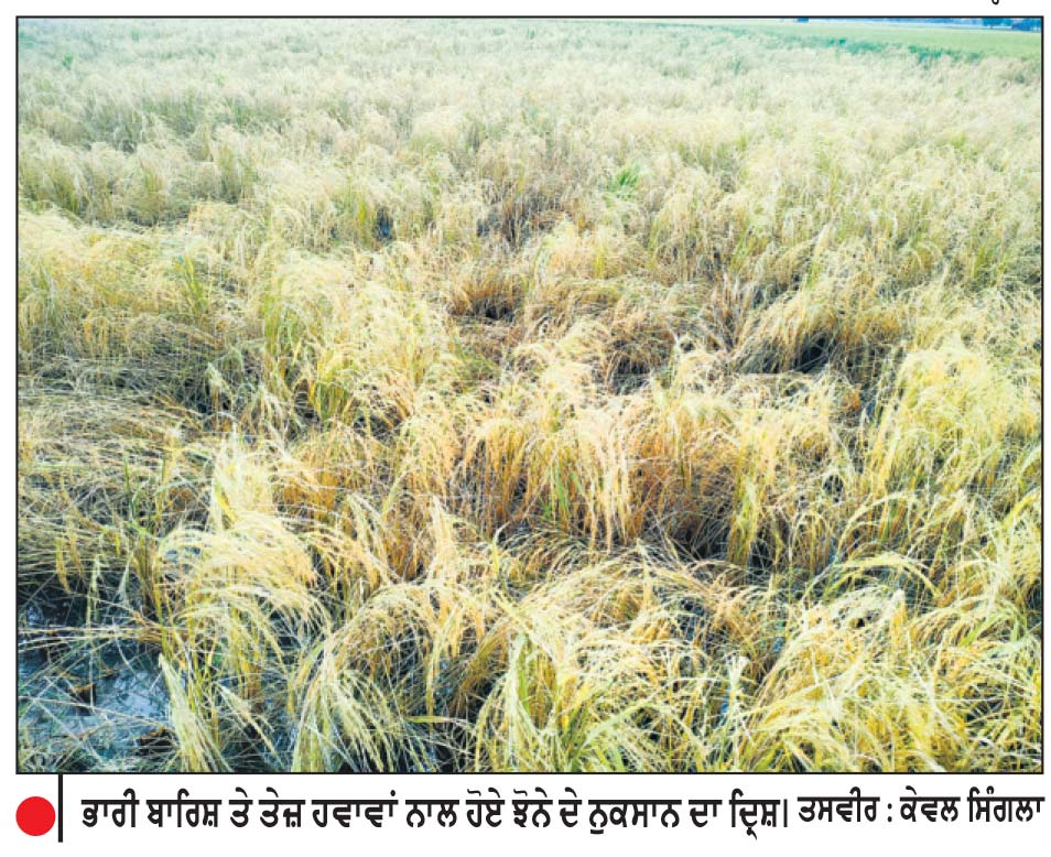 ਬੇਮੌਸਮੀ ਬਰਸਾਤ ਤੇ ਤੇਜ਼ ਹਵਾਵਾਂ ਨੇ ਝੋਨੇ ਦੀ ਫ਼ਸਲ ਦਾ ਕੀਤਾ ਭਾਰੀ ਨੁਕਸਾਨ, ਕਿਸਾਨਾਂ ਦੀਆਂ ਉਮੀਦਾਂ ’ਤੇ ਫਿਰਿਆ ਪਾਣੀ
ਬਾਸਮਤੀ ਦੀ ਫ਼ਸਲ ਵਿਛੀ, ਵਾਢੀ ਇਕ ਹਫ਼ਤਾ ਹੋਰ ਪਛੜਨ ਦੇ ਆਸਾਰ