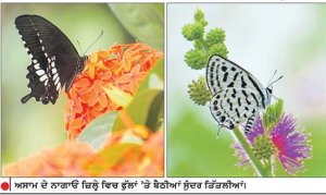 ਅਸਾਮ ਦੇ ਨਾਗਾਓਂ ਜ਼ਿਲ੍ਹੇ ਵਿਚ ਫੁੱਲਾਂ ’ਤੇ ਬੈਠੀਆਂ ਸੁੰਦਰ ਤਿੱਤਲੀਆਂ।